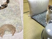 صور.. فندق يابانى يحقق شهرة واسعة بسبب خدمة تأجير القطط