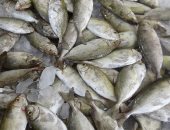 فيديو وصور.. سمك "السيجان شفاء للعيان" وبهجة للصيادين وزينة لمواطنى السويس