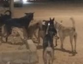 انتشار الكلاب الضالة بشارع الشيخ مصلح بالقلج فى محافظة القليوبية