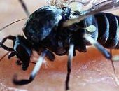 ذبابة الرمل السوداء أبرزها.. أشهر الأمراض المنقولة عبر الحشرات