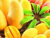 لعشاق المانجو .. فاكهة الصيف اللذيذة تحمى من سرطان القولون