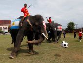 أفيال تلعب كرة القدم فى تايلاند لمكافحة المراهنات قبل كأس العالم - صور