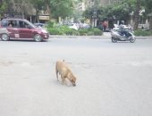 صور.. انتشار الكلاب الضالة فى شوارع الزيتون والأهالى يطالبون بحل المشكلة