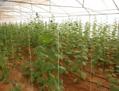 الزراعة: افتتاح أولى مراحل مشروع الـ20 ألف فدان بغرب المنيا 30 يونيو.. صور