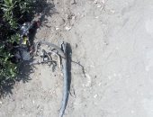 قارئ يرصد كابلات عارية الجزيرة الوسطى لطريق الأوتوستراد