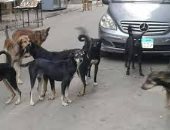 شكوى من الكلاب الضالة بسيدى بشر فى الإسكندرية