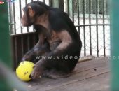 فيديو.. الشمبانزى جوليا تتوقع نتيجة مباراة مصر وروسيا
