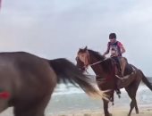 "الزراعة" دفعة جديدة من الخيول العربية تسافر الى الأردن السبت المقبل