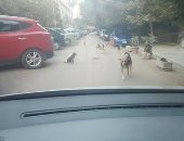 انتشار الكلاب الضالة فى شوارع زهراء المعادى.. والأهالى يستغيثون