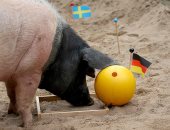 صور.. الخنزير "هارى" يتنبأ بنتيجة مباراة ألمانيا والسويد فى كأس العالم