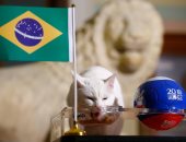 صور.. القط "أخيل" يتنبأ بنتيجة مباراة البرازيل وكوستاريكا فى كأس العالم