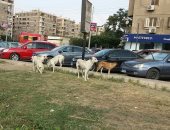 قارئ يشكو من انتشار الكلاب الضالة بمساكن الشيراتون بمصر الجديدة