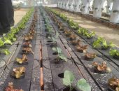 زراعة 3 أسطح مبان حكومية بالخضراوات فى الغردقة بتكلفة 180 ألف جنيه