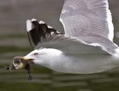 طيور نورس تهاجم سائحة فى بريطانيا لسرقة طعامها