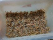 مهندسان بالوادى الجديد ينشآن أكبر مشروع بالشرق الأوسط لإنتاج مصل العقرب