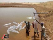 صور.. إطلاق الزريعة فى أول مزرعة سمكية بالوادى الجديد على مساحة 25 فدان