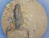 س و ج.. كل ما تريد معرفته عن أول مشروع لإنتاج سم ومصل العقرب بالوادى الجديد