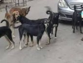 شكوى من انتشار الكلاب الضالة بشارع ضياء فى الجيزة