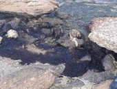 البيئة: مكافحة تلوث زيتى بشاطئ معهد علوم البحار بالسويس