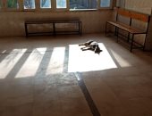 فيديو.. كلاب تتجول باستقبال العيادات الخارجية بمستشفى ناصر بشبرا الخمية