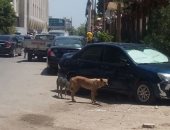 الكلاب الضالة تزعج سكان المعادى ومطالب بنقلها بعيدًا عن المنطقة السكنية