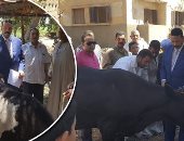 الزراعة: روشتة للمربيين حول أعراض وعلاج الجلد العقدى للأبقار.. تعرف عليها