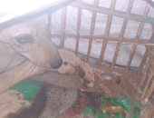 البيئة: القبض على صياد حيوانات برية.. وإحباط محاولته بيعها بأسوان