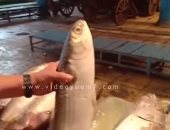 فيديو.. كبير صيادى الإسكندرية يوضح الفرق بين السمك البورى البحرى والمزارع