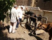 سكرتير عام المنوفية: تحصين 112 ألف رأس ماشية ضد الحمى القلاعية والجلد العقدى