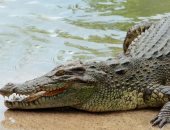 تمساح يقتل امرأة فى ولاية ساوث كارولينا الأمريكية