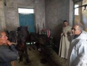 تحصين 8731 من رؤوس الأبقار بمغاغة فى المنيا