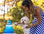 "اللى ملوش خير فى كلبه".. 1000 دولار سعر حفلة عيد ميلاد الكلب فى أستراليا