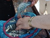 محافظ القليوبية: إنزال الدفعة الرابعة من زريعة الأسماك ببحيرة عرب العليقات