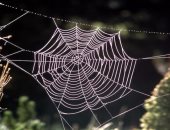 باحثون أمريكيون يطورون مركبا حيويا من خيوط العنكبوت لعلاج كسور العظام