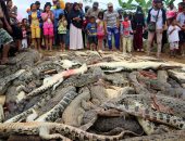 صور..انتقاما لمقتل مواطن.. قرويون في إندونيسيا يقتلون قرابة 300 تمساح