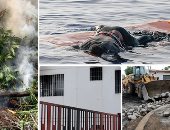 صور.. العالم هذا الصباح.. المكسيك تحرق نبات الماريجوانا.. حرق مركز شرطة فى فنزويلا.. إسبانيا تعثر على جثتين وتنقذ امرأة من الغرق قبالة السواحل الليبية.. المسلحون ينتشرون بشوارع نيكاراجوا بعد قتل الشرطة شابين