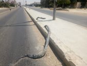 شكوى من وجود أعمدة إنارة بدون أغطية بالمنطقة الصناعية فى أكتوبر