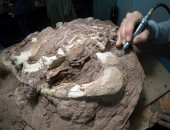 صور.. اكتشاف على حفرية لأقدم ديناصور عملاق على وجه الأرض