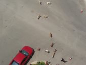 شكوى من انتشار الكلاب الضالة بشارع السوق فى إمبابة