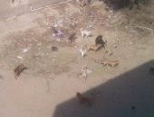 شكوى من انتشار الكلاب الضالة بمنطقة الحمرايا فى بنى سويف