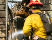 صور.. رجال الإطفاء تكافح حرائق غابات كاليفورنيا وآلاف السكان يفرون