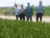 "زراعة الشرقية": لجان إرشادية لتفقد محاصيل الصيف وعقد لقاءات مع المزارعين