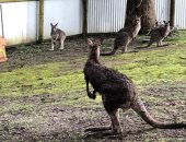 صور.. هروب كنغر من مركز للحيوانات بعد إخراجه من منزل اقتحمه فى أستراليا