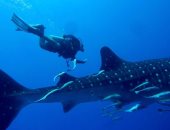 صور.. جمعية الإنقاذ البحرى بالبحر الأحمر: ظهور القرش الحوتى جنوب الغردقة