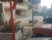 قارئ يشكو انتشار الكلاب الضالة بشارع عباس العقاد فى مدينة نصر