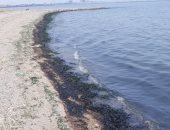 البيئة تبحث حلول لمكافحة تلوث زيتى بشاطئ معهد علوم البحار بالسويس