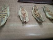 صور.. جمارك مطار برج العرب تحبط محاولة تهريب عدد من السحالى المجففة