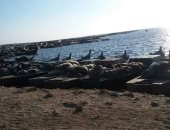 اليوم.. انطلاق موسم الصيد الجديد ببحيرة البردويل فى سيناء