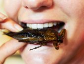 دراسة أمريكية غريبة: تناول الصراصير يعزز صحة الجسم