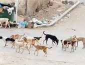 انتشار الكلاب الضالة بدمياط الجديدة.. ومجلس الأمناء يتخذ إجراءات لمواجهتها